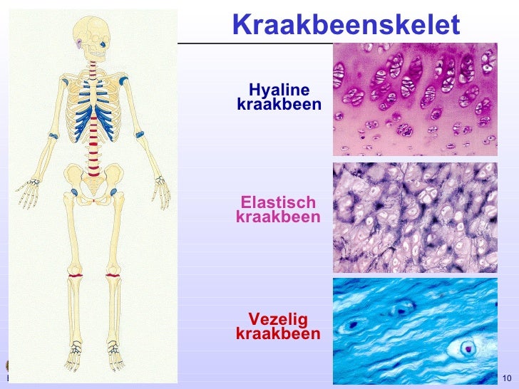 kraakbeen vervangen